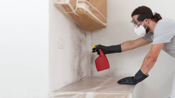 Basement Mold Remediation treatment on basement walls in Ashland