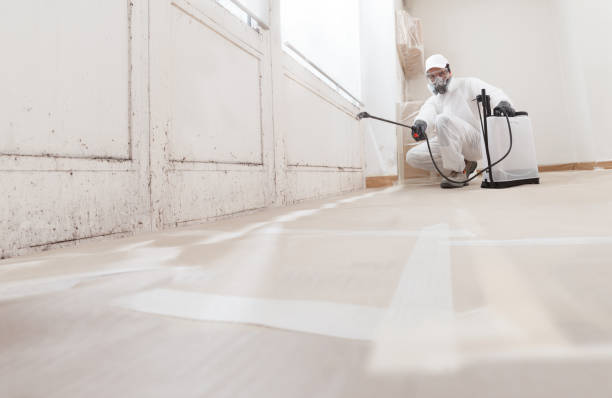 Black mold remediation team in Ashland